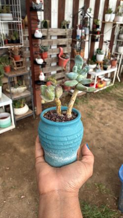 Potted succulent