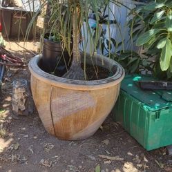 Ponytail PAlm I. GlazEd Crramic Pot