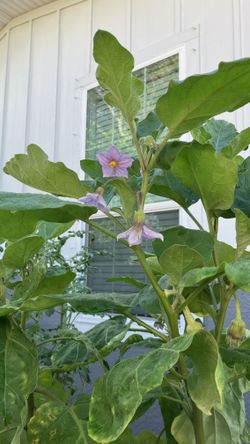 Rosa Bianca Italian Heirloom Eggplant — $20