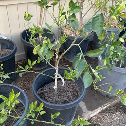 Fruiting Washington Navel Orange 15 Gal 