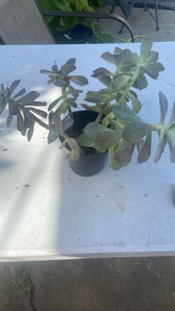 Plant