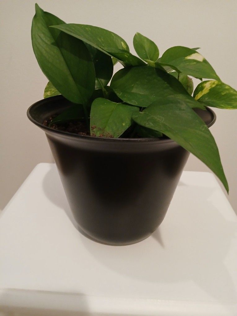 Houseplant In 8" Black Pot