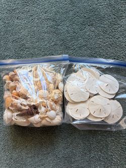 Medium Sized Seashells & Sand Dollars