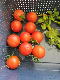 Tomato organic Plant
