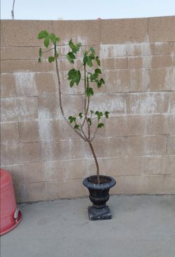 Chaya Plant $15
