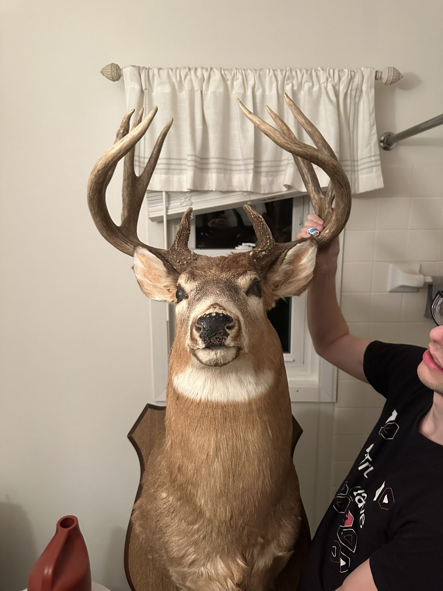 Whitetail Deer Shoulder Mount