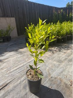 FICUS