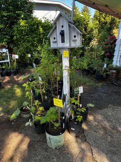 Plant sale and garage sale and Pokémon cards