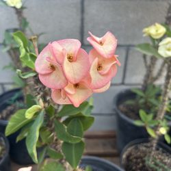 Corona De Cristo Planta, Crown Of Thorns Plant