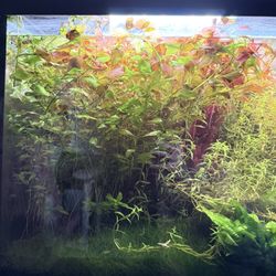 Aquarium Plants Bundle Rotala, Ludwigia, Alternanthera (Fresh Trim)