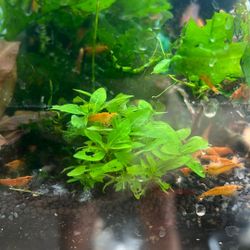 Aquarium Decor For shrimps 