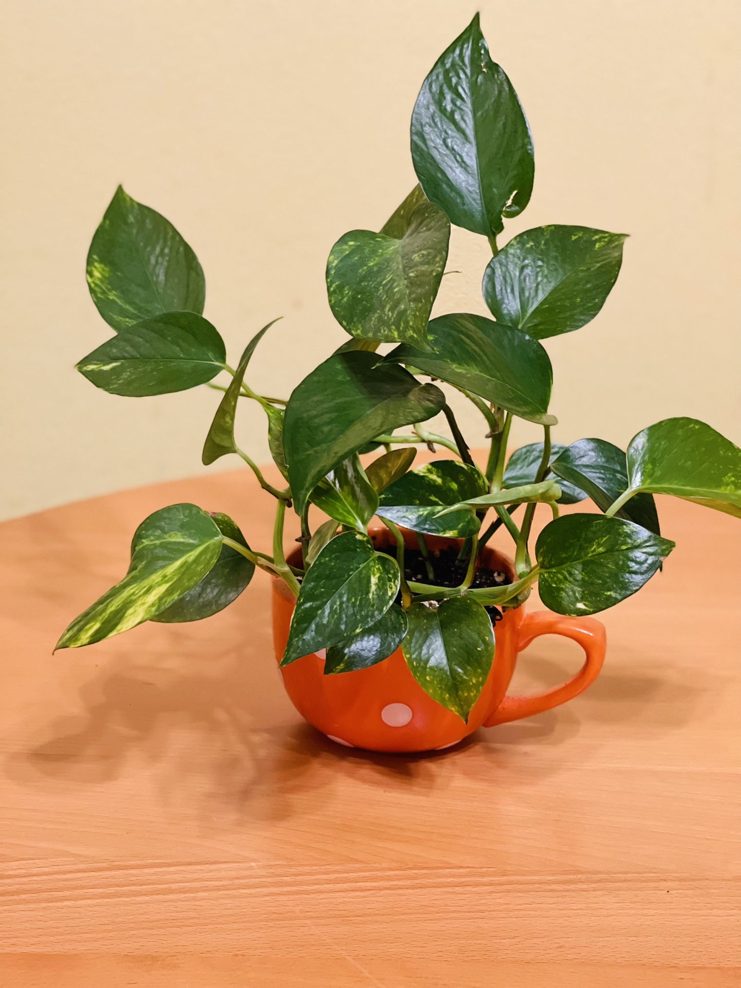 Cup Plants $19 😍❤️