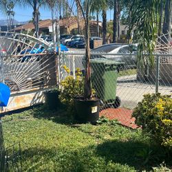 Two Queen Palm Trees $80 Each 