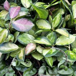 2” Hoya Plant Mix! Compacta, Lisa, Australis