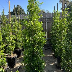Ficus Nitida Privacy Hedge