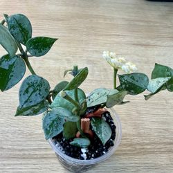 Hoya Krohniana ‘Super Silver’