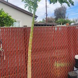 Organic papaya tree/ potted