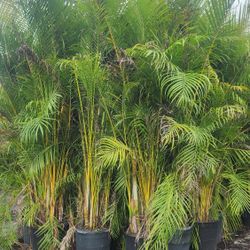 Spectacular Arecas Palms For Inmediate Privacy!!! About 9 Feet Tall Measurements Over The Pot!!! Fertilized 