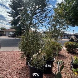 Pencil Cactus / Sticks On Fire