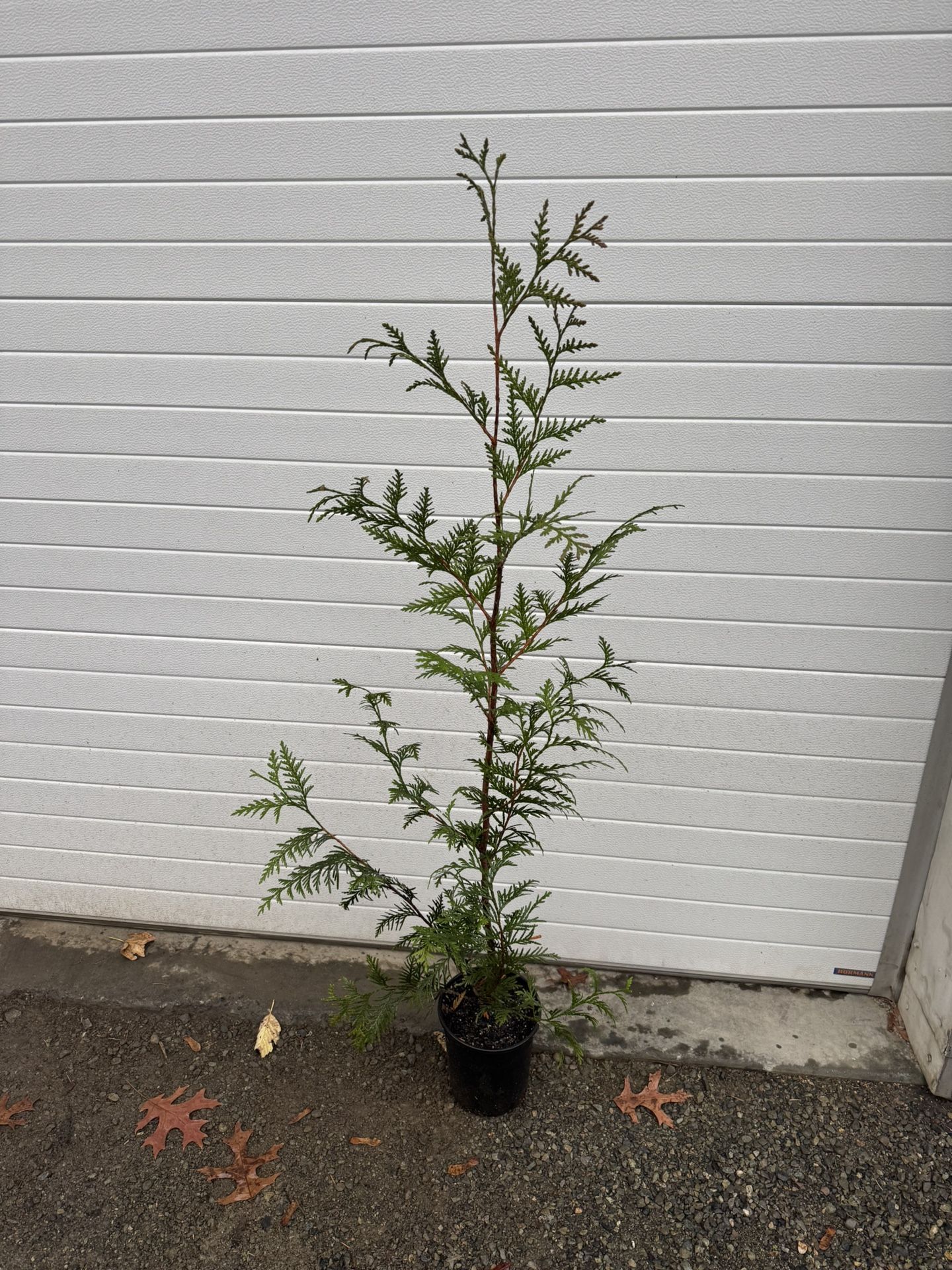 4’ Green Giant trees *fast Growing, Deer Resistant