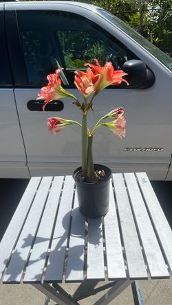 Red-Orange Amaryllis
