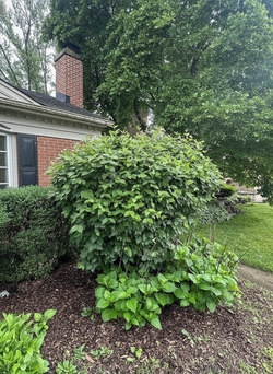 Mature Hydrangea Shrub