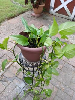 Philodendron Plant in Brown Pot