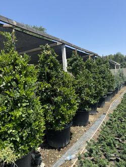 Wax-Leaf Privet Hedge Tree