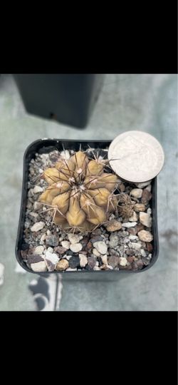 Copiapoa