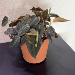 Philodendron micans