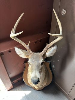 Taxidermy Mounted 8-Point White Tail Deer Head (Repaired)