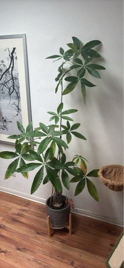 Money Tree Plant