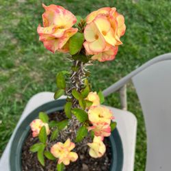 Corona De Cristo