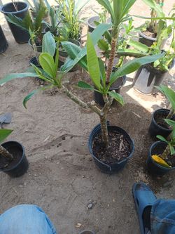 Plumeria 