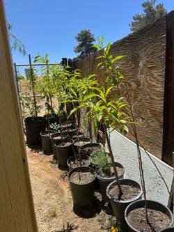 Nectarine and Peach Fruit tree