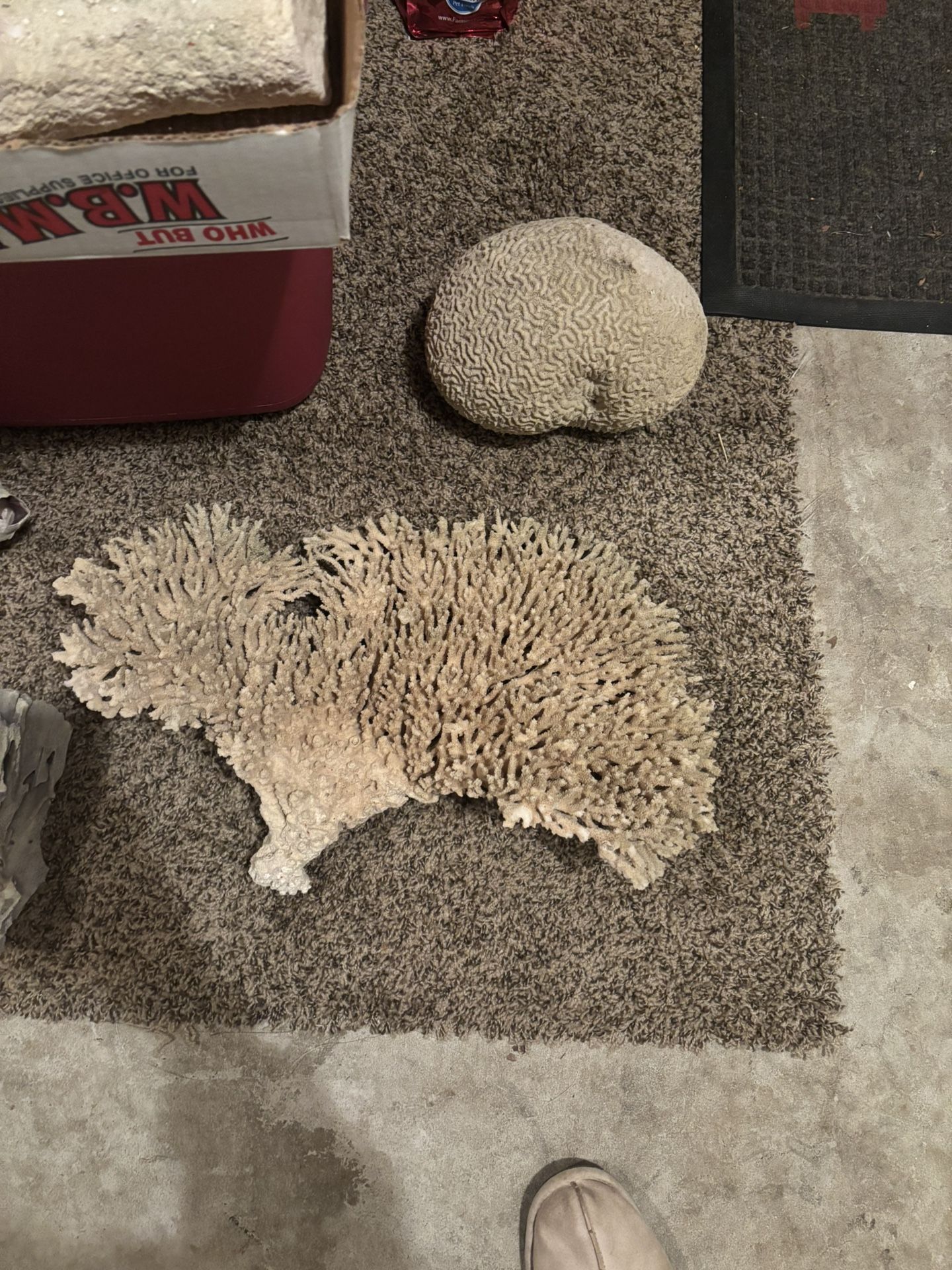 Corals