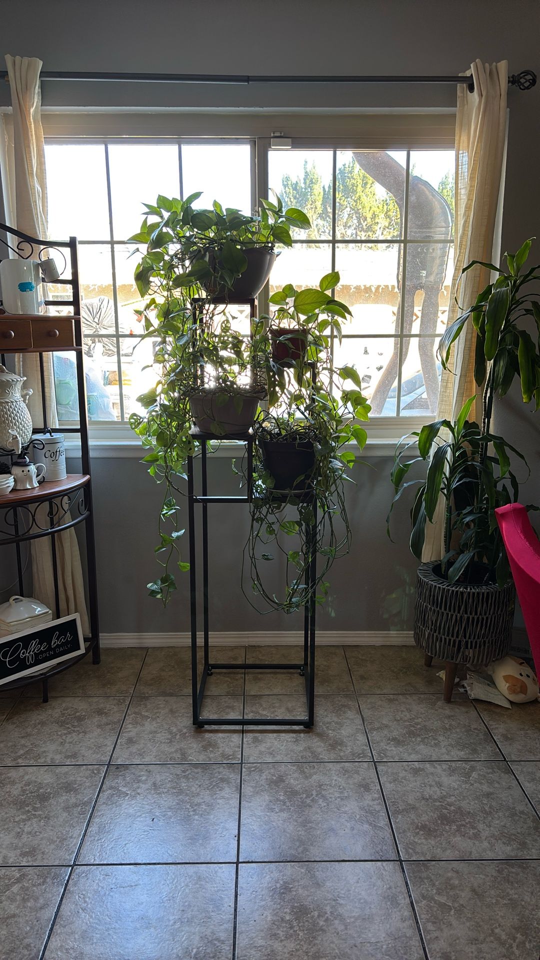 vase para plantas y 4 plantas. todo por