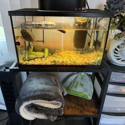 10 Gallon turtle Tank And Tank Stand