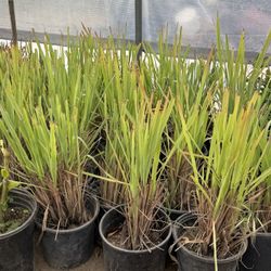 Lemon Grass Plant’s for Sale🍋🌾🪴$10.00Each!! / Te de limon en venta🍋🪴🌾