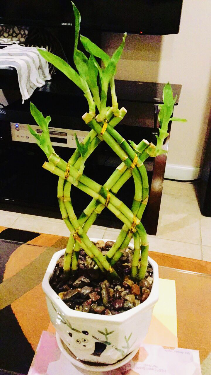 braided lucky bamboo real live plant panda ceramic pot