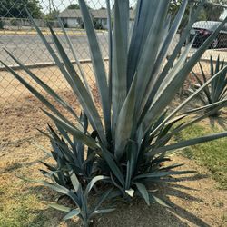 Agave Plant -Baby Plant 