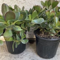 Pair of 1 Gallon Pots Succulent Plant - Crassula Ovata  - Jade Money Tree - Rooted & Established - Drought Resistant 🪴
