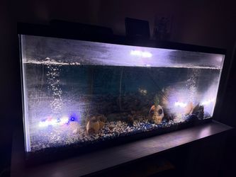 Fish tank
