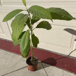 Hass Avocado Fruit Tree Plant About 3 Ft