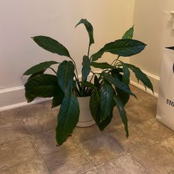 Peace lily House Plant - Large