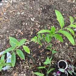 Night Blooming Jasmine Plant 