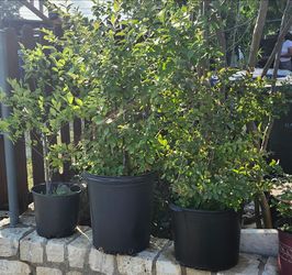 Crapemyrtles