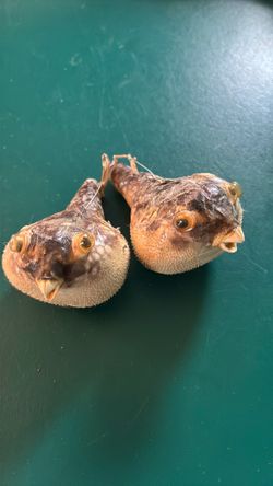 Dried Puffer Fish Taxidermy Lot of 2