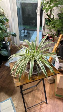 Spider plant 🌱 in terracotta pot