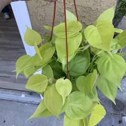 Philodendron. Neon. Indoor Plants 